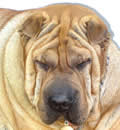 Bailey
