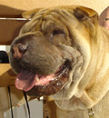Buddy