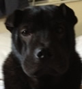 Lulu