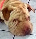 Rufus