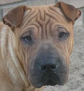 Abbie was adopted by a wonderful, loving family in Orlando, FL. She has a Pei brother and sister to play with and keep her company. Abbie was adopted by a wonderful, loving family in Orlando, FL. She has a Pei brother and sister to play with and keep her company.