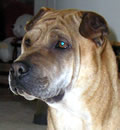 Abby has found her forever home in Inverness, FL and in checking with her new pei parents, they said they had to keep her because they can't get her out of their bed!! Just kidding but they enjoy sharing their bed and their home with this sweet girl. She has over an acre to patrol and a Schoodle buddy to hang out with. Sounds like a 'pei-fect' place for this sweetie-pei.