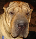 Titusville is the forever address of this spunky little pei girl. She will be joining Squirt another FSPR dog and enjoying life on the Space Coast. Thank you Daryl for helping Abby find a safe and forever home with you and your family.
