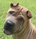 Ace moved south to Homestead FL. He has a great family complete with dogs, cats, kids & birds. All this and 1/2 acre of fenced paradise to play in. Guess you could say he Aced this one. Ace moved south to Homestead FL. He has a great family complete with dogs, cats, kids & birds. All this and 1/2 acre of fenced paradise to play in. Guess you could say he Aced this one.