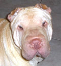Amber has found her forever home. Her new mom and dad say she is everything, and then some. She is a doll. All are very happy with this special girl. Amber has found her forever home. Her new mom and dad say she is everything, and then some. She is a doll. All are very happy with this special girl.