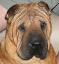 Annie & Bailey have found their 'Pei-fect' home in South Carolina. This terrific family was looking for special needs Peis to share their wonderful home with and Annie & Bailey fit that request. Thank you Michael and Robin. Annie & Bailey have found their 'Pei-fect' home in South Carolina. This terrific family was looking for special needs Peis to share their wonderful home with and Annie & Bailey fit that request. Thank you Michael and Robin.