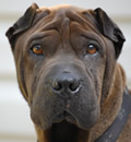 Archie has been adopted by a wonderful lady in Cape Coral, FL. Archie now has a new mom and a new sister, Charlie, who is also a Shar Pei. Congratulations Archie - you deserve the best little buddy. Archie has been adopted by a wonderful lady in Cape Coral, FL. Archie now has a new mom and a new sister, Charlie, who is also a Shar Pei. Congratulations Archie - you deserve the best little buddy.