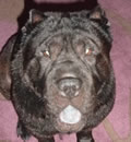 B-Bear will be staying in Pembroke Pines, FL with his foster family. He won their heart with his quiet nature and his love, love love to be petted. Another foster failure but B-Bear is safe and happy and that is what rescue is all about!