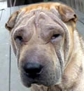 Bailey has join Plato to share a great forever home in Gulf Breeze, FL. They also share there home with a cat and a mini-female Shar-Pei named Izzy. Luckily for Bailey his new family says the more the merrier as far as Pei are concerned.
