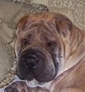 Bama was recently adopted by a family in Leesburg, FL His favorite thing to do is wrestle in the backyard with his new Dad. Bama was recently adopted by a family in Leesburg, FL His favorite thing to do is wrestle in the backyard with his new Dad.