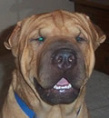 Baxter was adopted by a loving family in the Jacksonville, FL area. He has several human siblings. Baxter was adopted by a loving family in the Jacksonville, FL area. He has several human siblings.