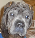 Bear found his new forever home all the way up in Canada. He got to experience flying for the first time and is looking forward to also experiencing lots of snow in his new home. His new family say they feel his energy level will really match their family and other dogs. He will have their yard and an acre of woods fenced in to run. Bear found his new forever home all the way up in Canada. He got to experience flying for the first time and is looking forward to also experiencing lots of snow in his new home. His new family say they feel his energy level will really match their family and other dogs. He will have their yard and an acre of woods fenced in to run.