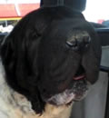 Bear (now known as Bean) the black/white flowered guy has made himself at home in Jacksonville, FL with an adorable little family and a rescued Shar-Pei sister named Raisin.