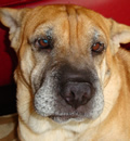 Bela