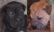 Bentley and Mason were adopted by a loving family in Crawfordville, FL. They have two human brothers as well as some feline siblings. Bentley and Mason were adopted by a loving family in Crawfordville, FL. They have two human brothers as well as some feline siblings.