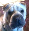 Betty White is living large in Gulfport, MS. Here's what her new mom had to say... Hello, I just want to thank you for allowing us to adopt Betty (now Isabelle). We changed her name because we have a shar-pei named Bently. She is beautiful. Izzy is very sweet and has fit in wonderfully with our other 2 peis. We will keep you posted.  Again, thanks for our new baby and for transporting her up the state of FL.