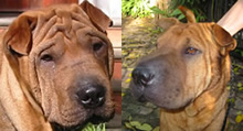 What is more fun than adopting one sharpei? Adopting two! Lucy and Billy are now together on Miami Beach. Running on the beach together at sunrise and going to the dog park together in the afternoon. They are perfect company for each other and also share their home with two feline sisters. What is more fun than adopting one sharpei? Adopting two! Lucy and Billy are now together on Miami Beach. Running on the beach together at sunrise and going to the dog park together in the afternoon. They are perfect company for each other and also share their home with two feline sisters.