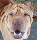 Bizzy, now Ms Roxie, is happily living in her new home in St. Cloud, FL. She has a canine brother and four human brothers and sisters. Her mom reports that Roxie really loves the 2 year old. Especially when she has a chicken McNugget in her hand. Roxie has decided she will be the boss of the canines in the family. She is super smart and learning her boundaries. 'We love her to death, she is not going anywhere else'. This is what rescue is all about folks.