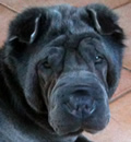 Blue has found his happy furever home in St. Pete Beach, Fl. He has a mom and dad and shar-pei brother. Very nice happy family. Blue also sends love and Pei kisses to his foster mom Danica for helping him so he could find a family to love.