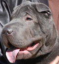 Blue adopted a fantastic family from Keystone Heights. He now has 6 cats and 2 other dogs to play with. His human brother, mom and dad are totally awesome and will give him a great furever home. Congratulations Blue. Enjoy your new life. Blue adopted a fantastic family from Keystone Heights. He now has 6 cats and 2 other dogs to play with. His human brother, mom and dad are totally awesome and will give him a great furever home. Congratulations Blue. Enjoy your new life.