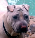 Bo's foster mom and dad decided to make their Tampa Pei Palace his fur-ever home saying... We love him too much to let him leave! Bo also sends Pei Kisses to his Guardian Angels!