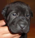 Boomer was adopted and now living in his new forever home. Boomer was adopted and now living in his new forever home.