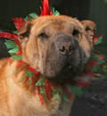 Brewer has found a "new home" for the "new year"! His new dad says he is very happy with Brewer and that he is such a gentle dog. Brewer has also met the neighbors, and their dogs, and all is well. They bought Brewer a wonderful bed, but so far he is sleeping right next to his new dad on the floor. Hopefully the new year will bring many more Hap-Pei Endings like this one. Brewer has found a "new home" for the "new year"! His new dad says he is very happy with Brewer and that he is such a gentle dog. Brewer has also met the neighbors, and their dogs, and all is well. They bought Brewer a wonderful bed, but so far he is sleeping right next to his new dad on the floor. Hopefully the new year will bring many more Hap-Pei Endings like this one.