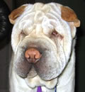 Elliott traveled to the Panhandle to be with his new family. He has 2 - 4 legged sisters including Bridget another FSPR resuce dog plus human sisters, a cat friend and a great mom & dad. Just the perfect family for this cute little boy. Elliott traveled to the Panhandle to be with his new family. He has 2 - 4 legged sisters including Bridget another FSPR resuce dog plus human sisters, a cat friend and a great mom & dad. Just the perfect family for this cute little boy.