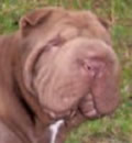Bruiser was adopted by a happy family that loves him very much! Bruiser was adopted by a happy family that loves him very much!