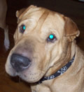 Brutus has found his forever home. His new mom says he is a wonderful boy, incredibly good natured, gentle, funny, well mannered, and intellegent... Just perfect really! Brutus has found his forever home. His new mom says he is a wonderful boy, incredibly good natured, gentle, funny, well mannered, and intellegent... Just perfect really!