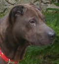 Buddy was adopted by a terrific family that has fallen in love with him. Buddy was adopted by a terrific family that has fallen in love with him.