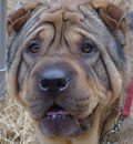 Budjus was adopted this weekend by a nice lady in Alabama. She had already adopted another Pei and now Budjus makes the family complete. He has a wonderful new new home with a loving human and a Pei playmate!! Life is great!!! Budjus was adopted this weekend by a nice lady in Alabama. She had already adopted another Pei and now Budjus makes the family complete. He has a wonderful new new home with a loving human and a Pei playmate!! Life is great!!!