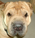 Buster (a.k.a. Satchel) was met with joy by his new mommy in Savannah, GA. He was such a good-looking and friendly boy, who wouldn't love him?! His forever person had considered a puppy, but now she knows that a rescued wrinkly is the best kind! He's going to be loved and spoiled in his new home. Buster (a.k.a. Satchel) was met with joy by his new mommy in Savannah, GA. He was such a good-looking and friendly boy, who wouldn't love him?! His forever person had considered a puppy, but now she knows that a rescued wrinkly is the best kind! He's going to be loved and spoiled in his new home.