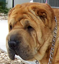 Morriston, FL is the furever address for our big boy Buster. He has joined a canine brother, 2 cats & 3 skunks. He also has a 2 year old grand who just loves the big teddy bear! Thanks again Vickie for another great foster save. Buster also sends sloppy Pei kisses to his foster family and Guardian Angels!