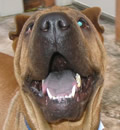 I was such a good boy my loving foster parents decided to adopt me and give me the forever home I have always dreamed of in South Florida. I was such a good boy my loving foster parents decided to adopt me and give me the forever home I have always dreamed of in South Florida.