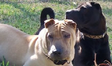 Cain and Halle were adopted by a terrific family in Southwest Florida. They love each other and their new family very much. Cain and Halle were adopted by a terrific family in Southwest Florida. They love each other and their new family very much.