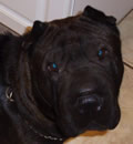 Chaddo is now living in Orange Park, FL and wanted to thank Frank for pulling him and Toya for fostering him to get ready for his new forever home! He also added... I am very happy at my new furever home. My new mommy and daddy are teaching me all kinds of new things. I have a lot of new toys to play with and my daddy made me breakfast the first day I was here. My back yard is big and I can run and play all day. I have what you guys call a doggie door that I can go in and out of. I like that. Also I have my own table where my food and water are. That is cool too. I know I am really going to like it here. I also want to thank all of my foster mom and dad for taken care of me. You guys are great. My mommy has some pictures of me and she said that she will attach them to this (what-ever-that means). I am a lucky guy to have such a good home and a mommy and dad that really love me.