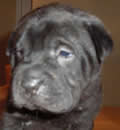 Champ was adopted and now living in his new forever home. Champ was adopted and now living in his new forever home.