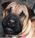Chance has been given a second 'chance' at happiness in his new Port St Lucie home. He has a pei sister named Daisy May and 2 human siblings in his new forever home. This lucky little boy is our Christmas save and he has proved he is worth saving. Thanks Anthony for giving this great pei-bei a wonderful home.