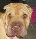 Charmin had a short ride to her new forever home in Panama City. Her new mom, an Air Force sergeant, had this to say - 'Charmin is doing great.  The first night was awkward with everyone and I even had a hard time having to adjust to a Shar Pei that wasn't my Jasper at first.  But now we are all gravy!!!  She sleeps on the bed with us, I'm pretty sure she chewed up my chapstick today that I left on the bed but it could easily have been Rocco (English Bull Terrier).  I have video of the two of them playing tug of war with a rope, I was laughing out loud for ten minutes and finally had to get it on my phone.  She likes to attack hands and feet so I keep an eye on her when she is all energized up playing.  And the cat hasn't had to hide from her once which is a first in this house so that is great to see.'  Thanks again Jenn & Zach for helping another great pei find their forever home!