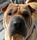 China had to travel to find her forever home but not too far. She calls W. Virginia home now and has a Pei sister named Chloe. Her new family is wonderful and we look forward to  updates on her new life. Thank you Vicki for giving her a chance.