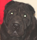 Chunky bear has moved in with her new family in Lakeland. Her new name is Little bear. She goes to work with her Dad and greets all the customers, and is a huge success. She is learning about the doggie door, has her own special place to sleep and has had her first bath, in her new environment. It's all good! Chunky bear has moved in with her new family in Lakeland. Her new name is Little bear. She goes to work with her Dad and greets all the customers, and is a huge success. She is learning about the doggie door, has her own special place to sleep and has had her first bath, in her new environment. It's all good!