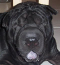 Coal was adopted and will be living in Sebastian FL with his new family. Coal was adopted and will be living in Sebastian FL with his new family.