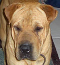Cody is calling Melbourne home and he has a terrific new family that just loves his sweet and goofy nature. He has a canine sister named Abby and they hit it off right from the start. They report that he is a VERY happy puppy!