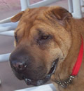 Deary was adopted she will be living in Miami with her new parents and 3 dogs brothers and dog sister. Deary was adopted she will be living in Miami with her new parents and 3 dogs brothers and dog sister.