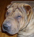 Deery will be calling Woodbine, GA home forever. Her foster mom put so much time, effort and love in this precious pei-bei that she knew she was a keeper. Thank you so much to fosters Jan & Charles for giving this girl a chance! She was a challenge but so worth it!