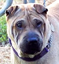 Dharma is not going anywhere. She will keep calling Ocala as her home and her foster family says she is doing just fine where she is. So we send out heartfelt thanks to Marilyn for the years of caring for this sweet girl and making sure she has everything she needs.