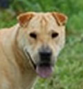 Diamond was adopted by a family from Warner Robins, GA. Diamond will now be adorned with love in her forever home that includes a sweet 9 year old sister and 6 year old brother, 2 legged of course. Diamond was adopted by a family from Warner Robins, GA. Diamond will now be adorned with love in her forever home that includes a sweet 9 year old sister and 6 year old brother, 2 legged of course.