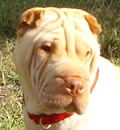  Miz Dolly is reported to be doing just fine in her new St Cloud home. Her new mom is spoiling her with  visits to Petsmart and walks around the lake. She updated us with pictures of her chewing a huge knuckle bone and she looks like one happy pei-bei. Thank you Mandy for all your help with sweet Dolly.