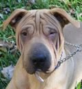 Dozer has found his forever home. He is now living with his foster mom's daughter and her two young twins. He is so so happy, loves to play 'knock the kids down', while they giggle and laugh. His goofy high energy ways fit this family just fine.
